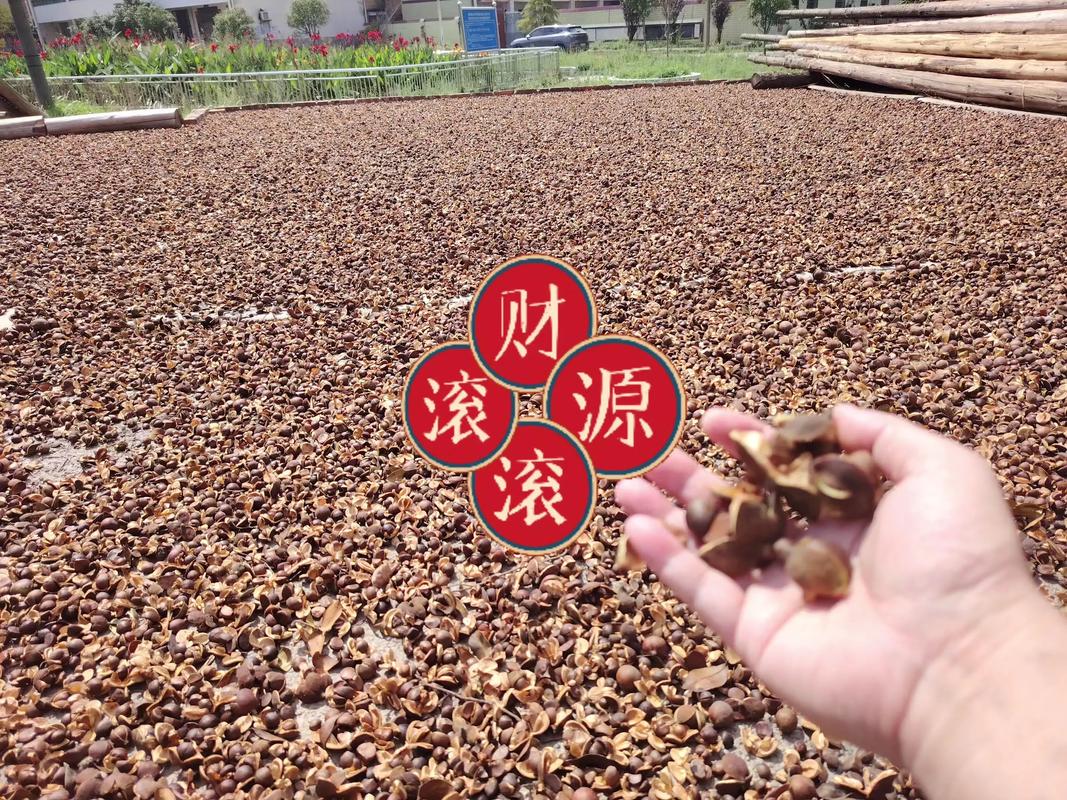 寒露野生小籽茶果#特色农产品 #土特产 #快来一起尝个鲜